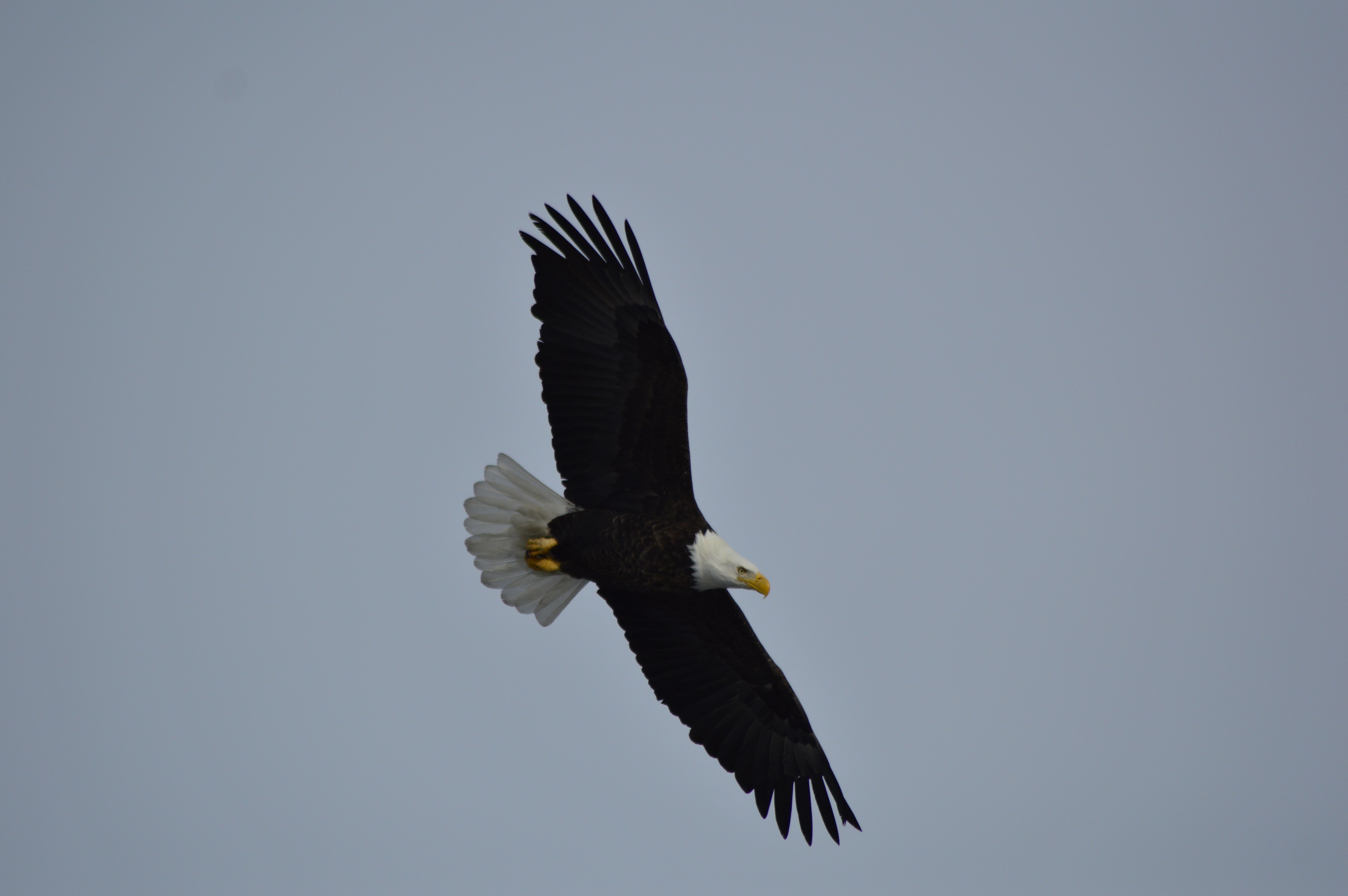 Bald Eagle Watching 12-29-148